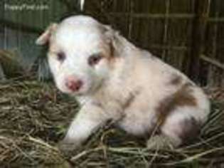 Australian Shepherd Puppy for sale in Bonne Terre, MO, USA