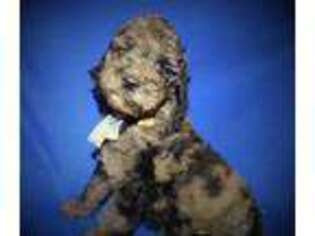 Goldendoodle Puppy for sale in Britton, MI, USA