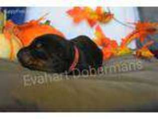 Doberman Pinscher Puppy for sale in Bella Vista, CA, USA