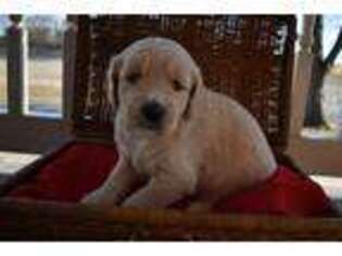 Goldendoodle Puppy for sale in New Columbia, PA, USA