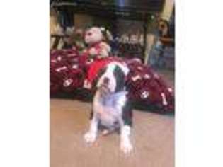 Boxer Puppy for sale in Buchanan, MI, USA