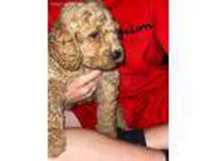 Goldendoodle Puppy for sale in Caney, OK, USA