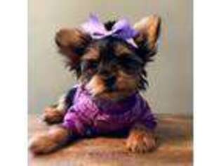 Yorkshire Terrier Puppy for sale in Toledo, OH, USA