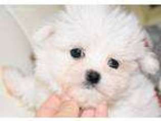 Maltese Puppy for sale in Marysville, WA, USA