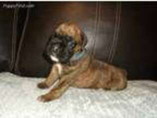 Boxer Puppy for sale in Aliquippa, PA, USA