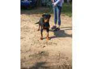 Rottweiler Puppy for sale in Fresno, CA, USA