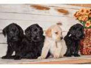 Labradoodle Puppy for sale in San Francisco, CA, USA