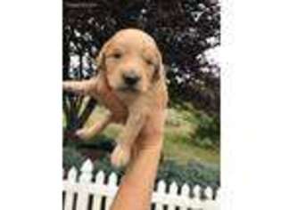 Goldendoodle Puppy for sale in Clatskanie, OR, USA