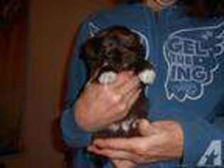 Havanese Puppy for sale in LAKE STEVENS, WA, USA