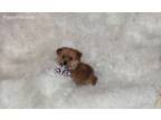 Mutt Puppy for sale in Commerce, TX, USA