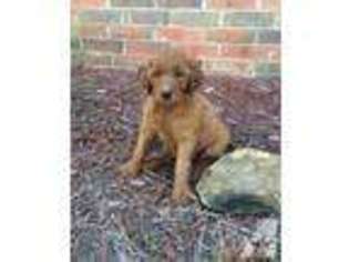 Labradoodle Puppy for sale in ADA, OK, USA
