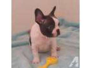 French Bulldog Puppy for sale in OSCEOLA, IA, USA