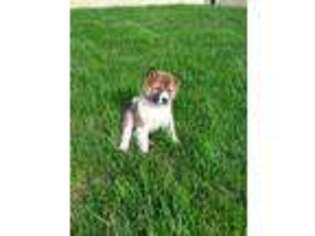 Shiba Inu Puppy for sale in Decatur, IN, USA
