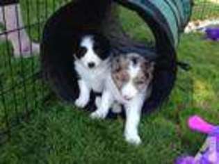 Border Collie Puppy for sale in PORTLAND, OR, USA