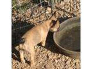 French Bulldog Puppy for sale in Baxter, TN, USA