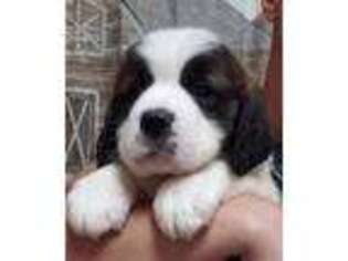 Saint Bernard Puppy for sale in Houston, MO, USA