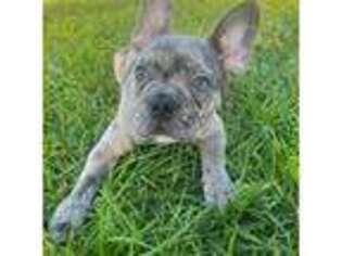 French Bulldog Puppy for sale in Palm Bay, FL, USA