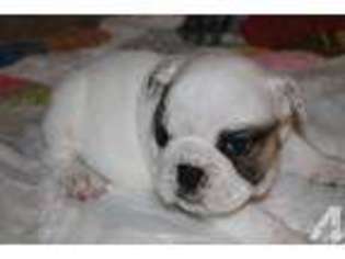 Bulldog Puppy for sale in LOUISVILLE, KY, USA