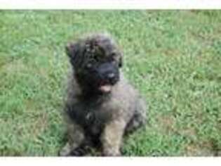 Mutt Puppy for sale in Canaan, IN, USA