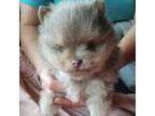 Pomeranian Puppy for sale in Muldrow, OK, USA