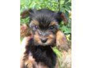 Mutt Puppy for sale in CARET, VA, USA