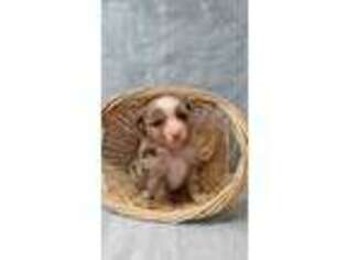 Miniature Australian Shepherd Puppy for sale in Arthur, IL, USA