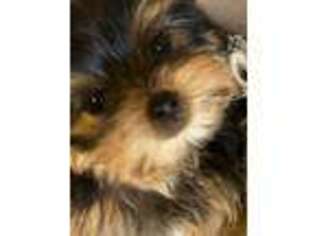 Yorkshire Terrier Puppy for sale in Portales, NM, USA