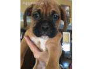 Boxer Puppy for sale in East Providence, RI, USA