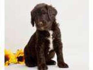 Goldendoodle Puppy for sale in Sioux Falls, SD, USA