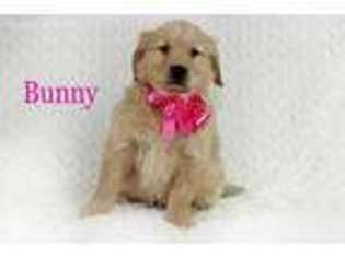 Golden Retriever Puppy for sale in Riverside, IA, USA