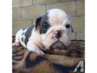 Bulldog Puppy for sale in EL MONTE, CA, USA