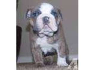 Bulldog Puppy for sale in LINCOLN, CA, USA