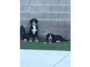 Bernese Mountain Dog Puppy for sale in Henderson, NV, USA