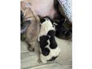 French Bulldog Puppy for sale in Boise, ID, USA