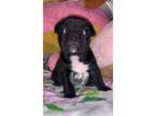 French Bulldog Puppy for sale in Wichita Falls, TX, USA