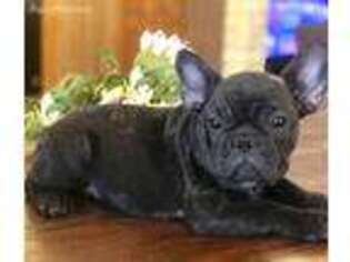 French Bulldog Puppy for sale in Waco, TX, USA