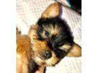 Yorkshire Terrier Puppy for sale in Roseburg, OR, USA