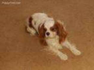 Cavalier King Charles Spaniel Puppy for sale in Chicago, IL, USA