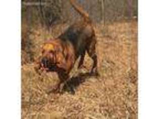 Bloodhound Puppy for sale in Marion, IL, USA