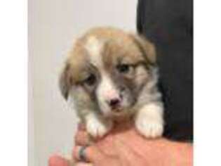 Pembroke Welsh Corgi Puppy for sale in Port Richey, FL, USA