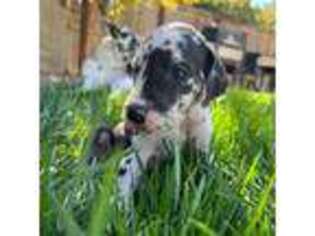 Great Dane Puppy for sale in Oakdale, CA, USA