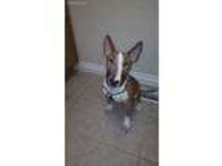 Bull Terrier Puppy for sale in Waterville, OH, USA