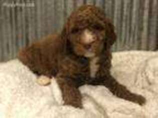 Mutt Puppy for sale in Central City, KY, USA
