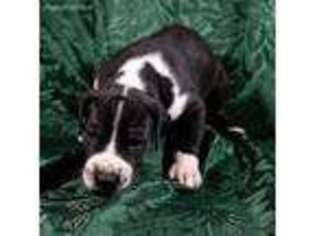 Great Dane Puppy for sale in Bellbrook, OH, USA