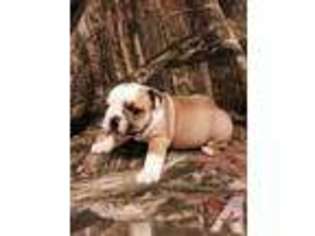 Bulldog Puppy for sale in FOUNTAIN INN, SC, USA