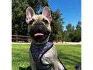 French Bulldog Puppy for sale in Thousand Oaks, CA, USA