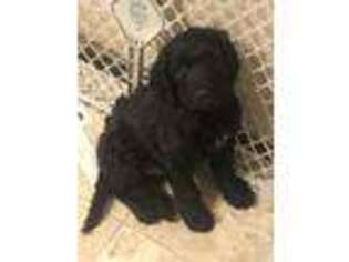 Goldendoodle Puppy for sale in Fall Creek, WI, USA