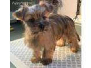 Shorkie Tzu Puppy for sale in Lena, WI, USA