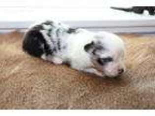 Miniature Australian Shepherd Puppy for sale in Bogart, GA, USA