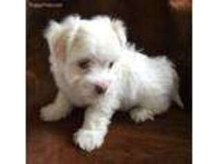 Havanese Puppy for sale in Cypress, TX, USA